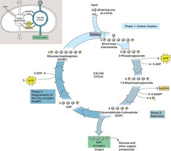Diagram of the Calvin cycle showing carbon fixation, reduction, and regeneration steps