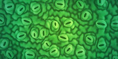 Microscopic view of stomata on a leaf surface