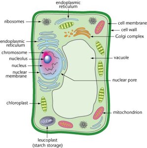 Diagram of a plant cell showing chloroplast, vacuole, cell wall, mitochondrion, and other organelles