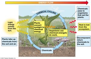 Energy flow and chemical cycling in an ecosystem