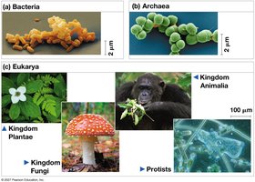 Kingdoms within Eukarya: Plantae, Fungi, Animalia, Protists