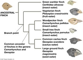 Phylogenetic tree of Galápagos finches showing adaptive radiation