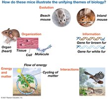 Unifying themes of biology illustrated with mice: evolution, organization, information, energy and matter, interactions