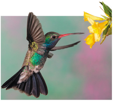 Hummingbird feeding, illustrating structure and function