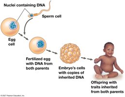 Inheritance of DNA from parents to offspring