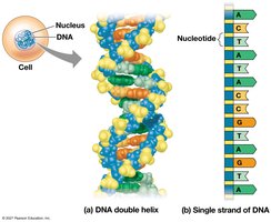 DNA double helix and nucleotide structure