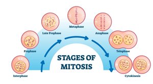 stages of mitosis diagram