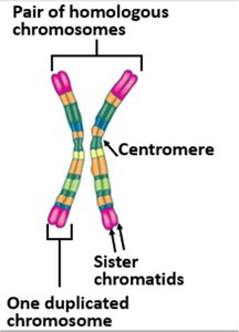 Chromosome structure: chromosome, sister chromatid, centromere, homologous chromosomes