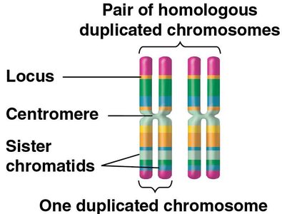 Homologous chromosomes with loci and sister chromatids