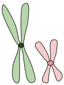 Human life cycle showing alternation of haploid and diploid stages