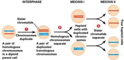 Meiosis II: separation of sister chromatids