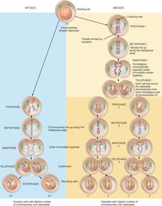 Comparison of mitosis and meiosis