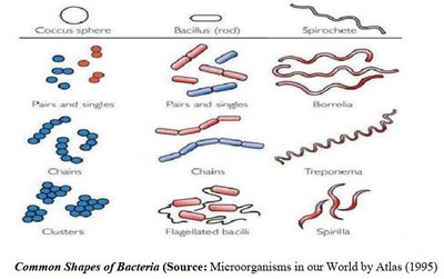 Common shapes of bacteria: cocci, bacilli, spirochetes, and their arrangements