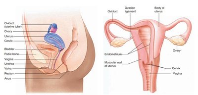 Anatomy of the female reproductive system