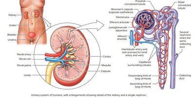 Urinary system of humans, showing kidney structure and nephron