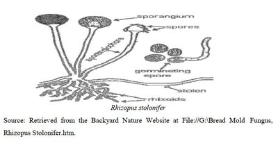 Structure of Rhizopus stolonifer showing sporangium, spores, stolon, and rhizoids