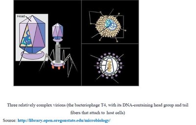 Complex virion structures including bacteriophage T4 and enveloped viruses