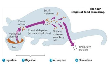 Diagram showing the four stages of food processing: ingestion, digestion, absorption, elimination