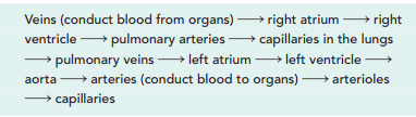 Diagram of blood flow through the heart and major vessels