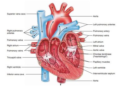 Anatomy of the human heart showing chambers, valves, and major vessels