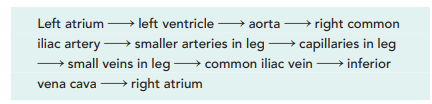 Systemic circulation pathway from the heart to the leg and back