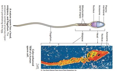Structure of a human sperm cell