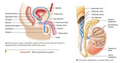 Anatomy of the male reproductive system and testis