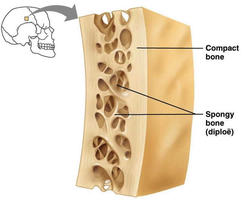 Cross-section of a flat bone showing compact bone and spongy bone (diploë)