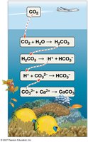 Atmospheric CO2 from human activities and its fate in the ocean