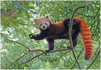Red panda in its natural habitat