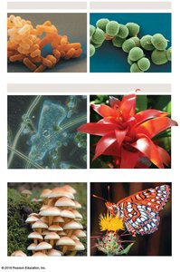 Images representing the three domains of life: Bacteria, Archaea, Eukarya
