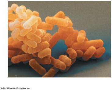 Bacteria