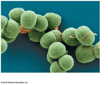 Archaea