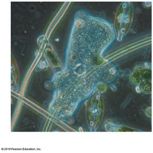 Protists