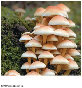 Kingdom Fungi