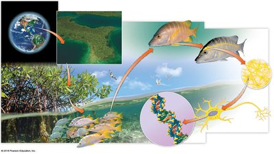Hierarchy of biological organization from biosphere to molecule