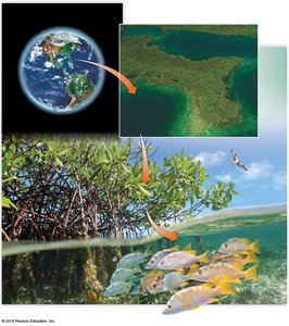 Biosphere, ecosystem, community, population