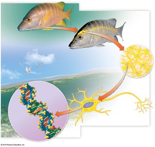 Organism, organs, tissues, cells, organelles, molecules