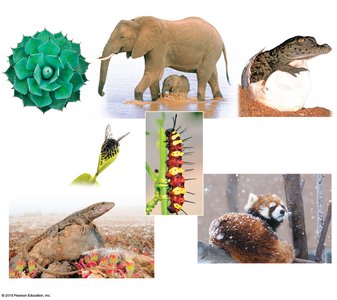 Examples of properties of life: plant, animal, DNA, mouse