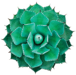 Diverse organisms illustrating properties of life