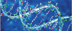 Double helix structure of DNA