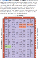Codon table for mRNA