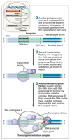 Transcription initiation in eukaryotes