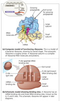 Structure and function of ribosomes