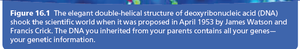 Description of DNA double helix discovery