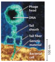 Bacteriophage structure and infection of bacterial cell