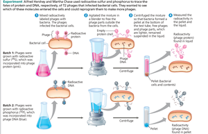 Hershey-Chase experiment showing DNA as genetic material