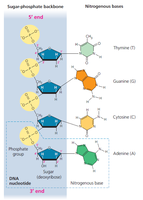 DNA nucleotide structure and base pairing