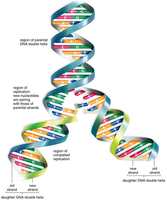 Semiconservative DNA replication