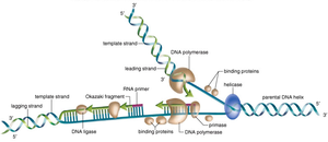DNA replication fork with leading and lagging strand synthesis